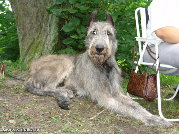 Обои картинки фото животные, собаки