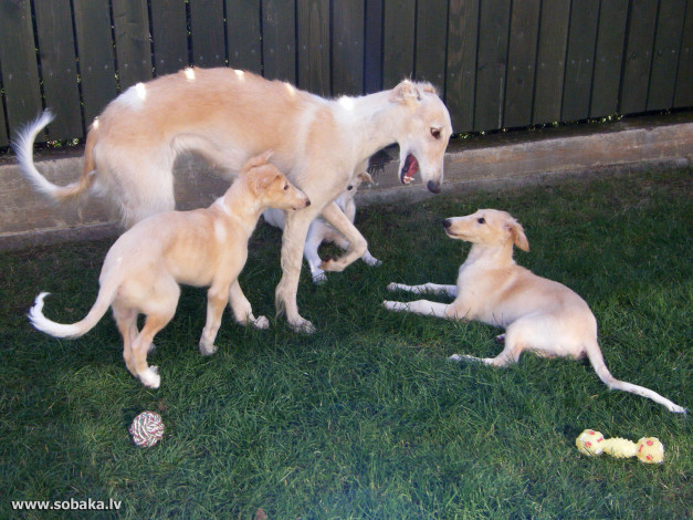 Обои картинки фото животные, собаки