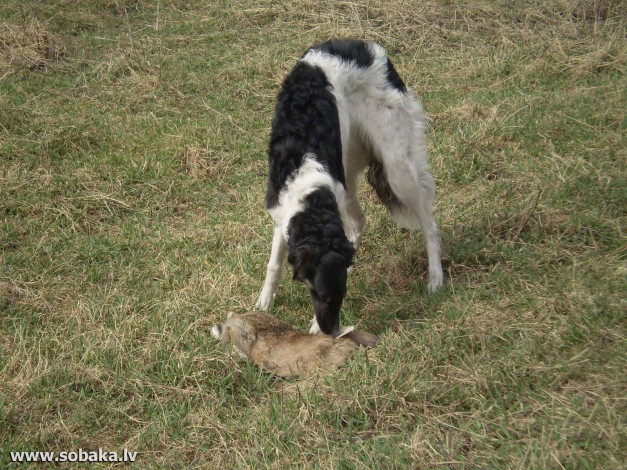 Обои картинки фото животные, собаки