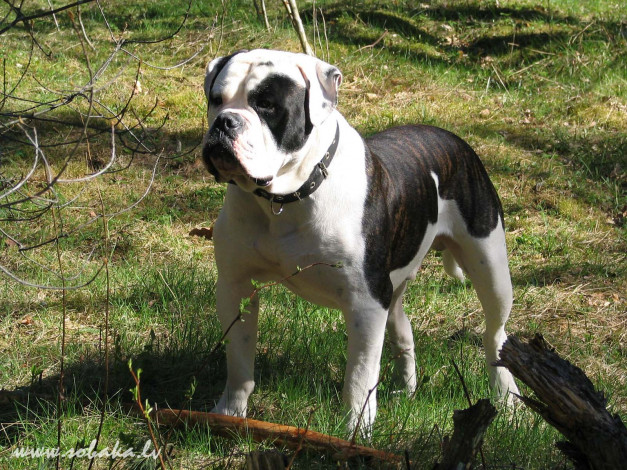 Обои картинки фото животные, собаки