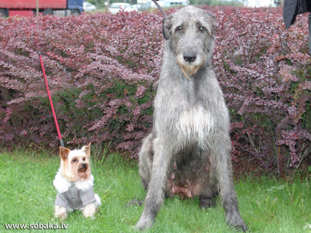 Обои картинки фото животные, собаки