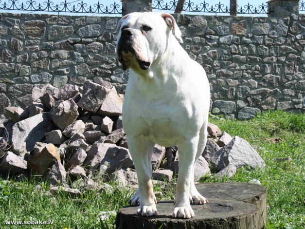 Обои картинки фото животные, собаки