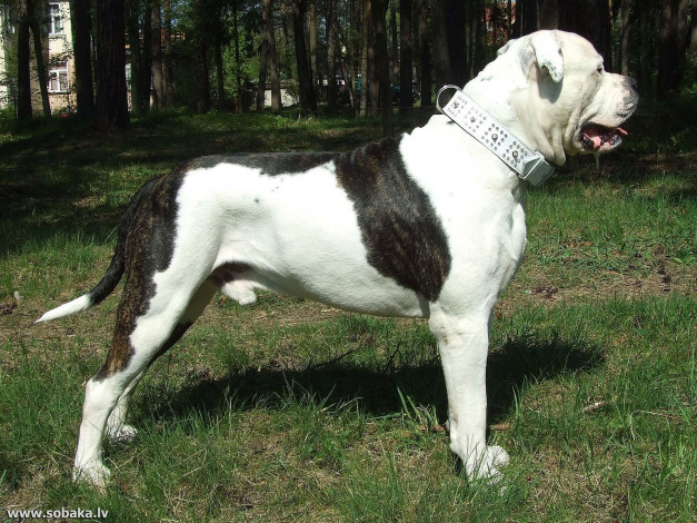 Обои картинки фото животные, собаки