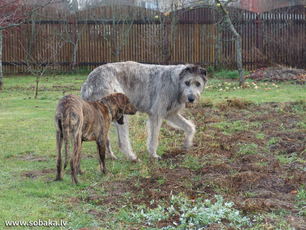 Обои картинки фото животные, собаки