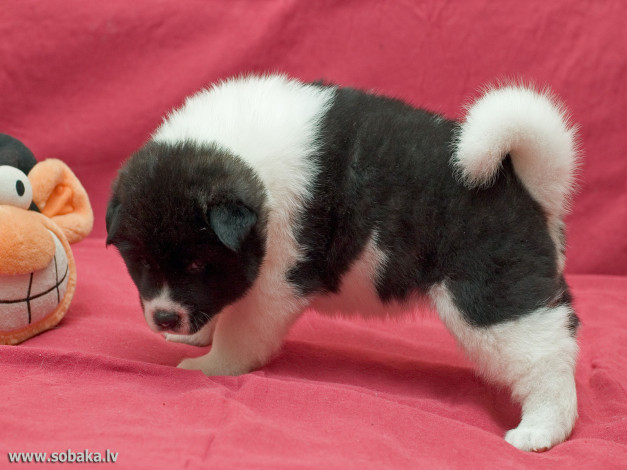 Обои картинки фото животные, собаки