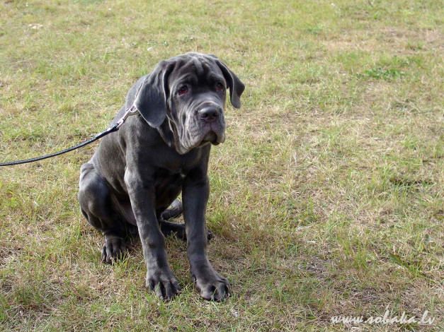 Обои картинки фото животные, собаки