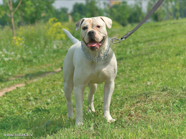 Обои картинки фото животные, собаки