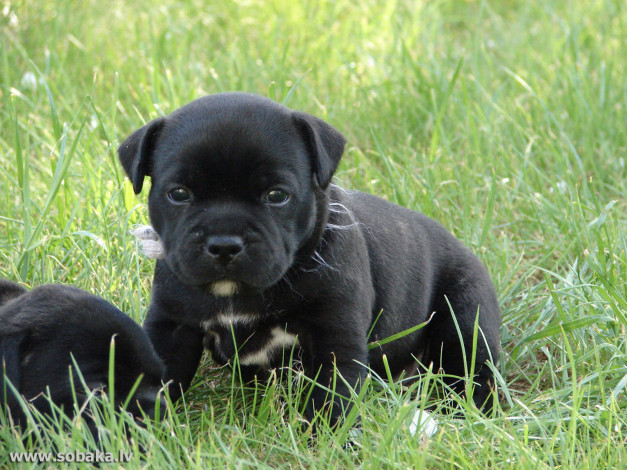 Обои картинки фото животные, собаки