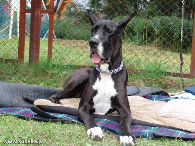 Обои картинки фото животные, собаки