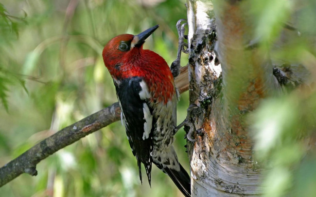 Обои картинки фото животные, дятлы