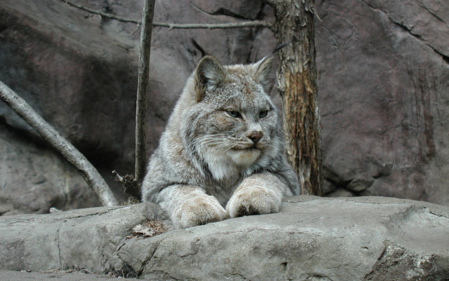 Обои картинки фото животные, рыси