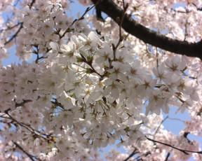 Картинка цветы цветущие деревья кустарники