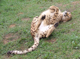 Картинка автор игорь андронов животные гепарды