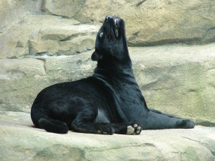 Картинка автор игорь андронов животные пантеры