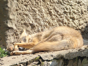 обоя автор, игорь, андронов, животные, волки