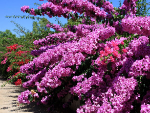 Картинка цветы бугенвиллея