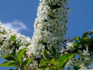 Картинка цветы цветущие деревья кустарники