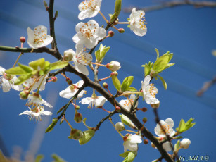 Картинка цветы цветущие деревья кустарники