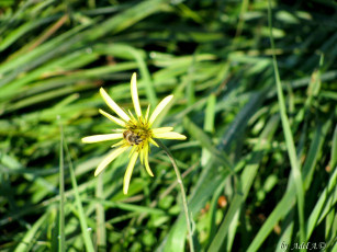 обоя цветы, луговые, полевые