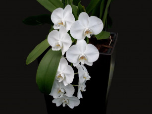 Картинка цветы орхидеи