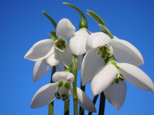 Картинка цветы подснежники белоцветник