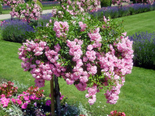 Картинка цветы розы