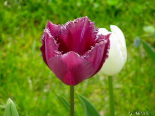 Картинка цветы тюльпаны