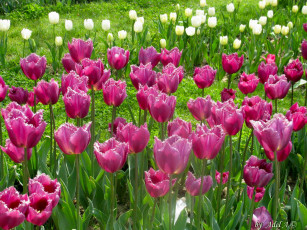 Картинка цветы тюльпаны