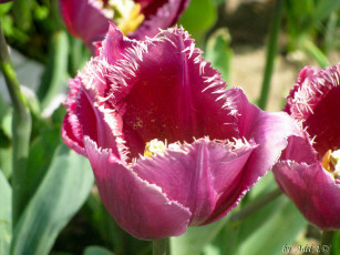 Картинка цветы тюльпаны