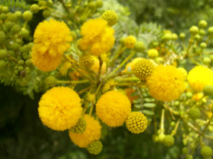 Картинка мимоза цветы