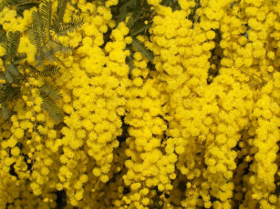 Картинка мимоза цветы