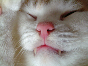 Картинка животные коты