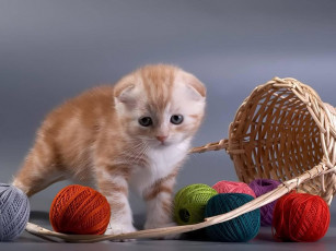 Картинка животные коты