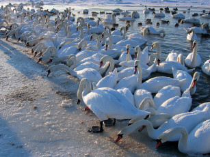 Картинка животные лебеди