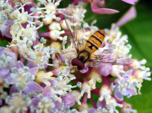 Картинка животные пчелы осы шмели