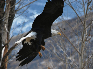 Картинка животные птицы хищники