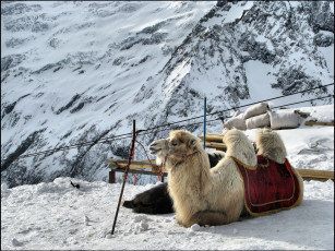 Картинка животные верблюды