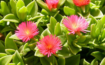 Картинка цветы аизовые