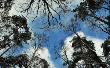 Картинка природа деревья