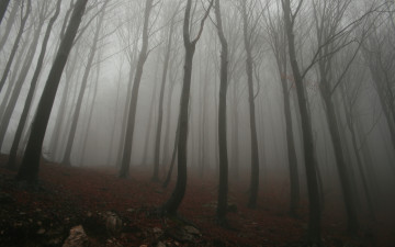 Картинка природа лес