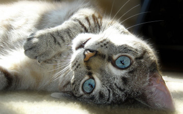 Картинка животные коты