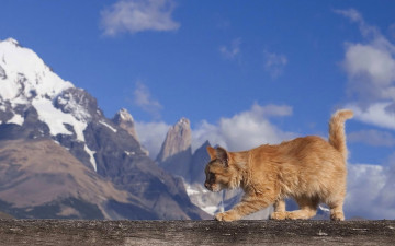 Картинка животные коты