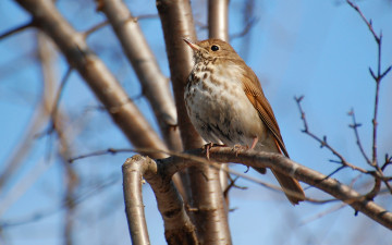 Картинка животные птицы