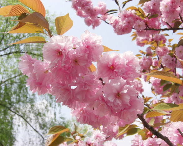 Обои картинки фото цветы, сакура, вишня