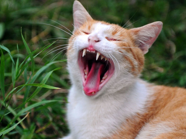 Обои картинки фото авт, сотсков, николай, животные, коты