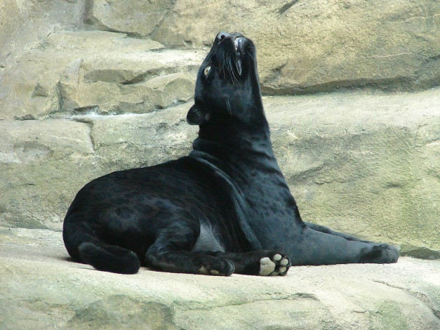 Обои картинки фото автор, игорь, андронов, животные, пантеры