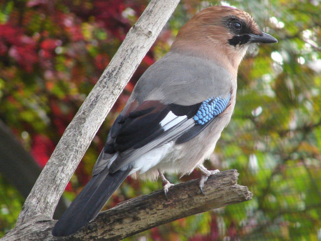 Обои картинки фото автор, игорь, андронов, животные, сойки