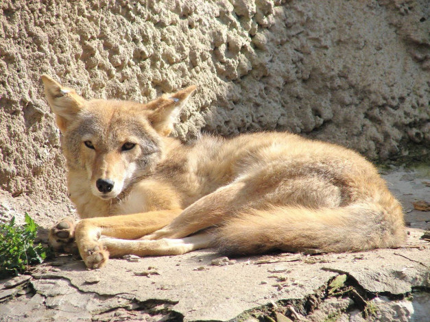 Обои картинки фото автор, игорь, андронов, животные, волки