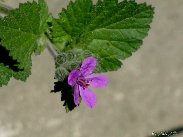 Обои картинки фото цветы