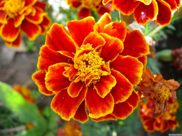 Обои картинки фото цветы, бархатцы